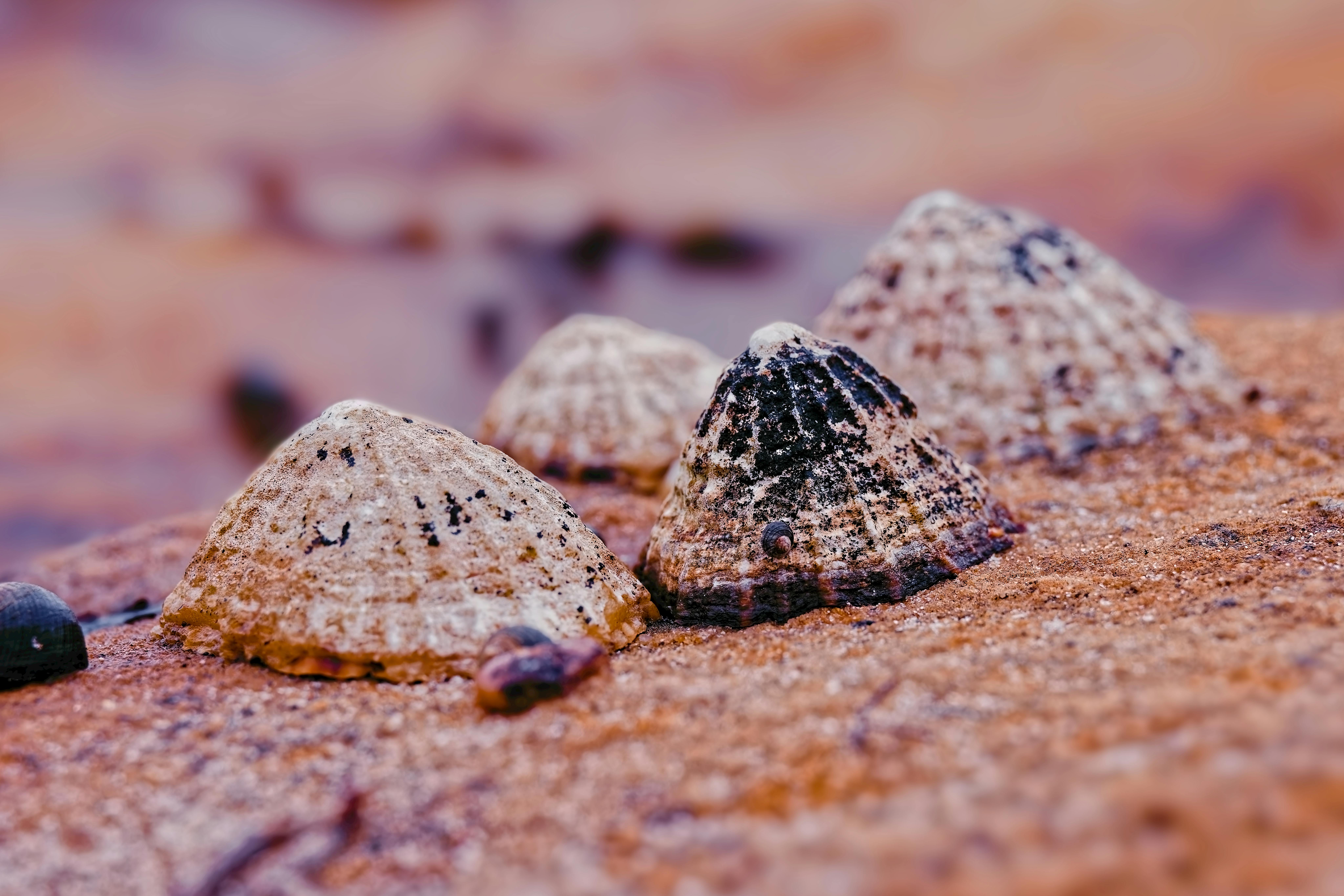 Patella Vulgata Harvest